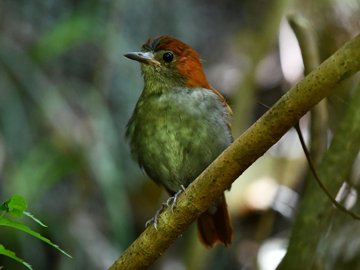 #44:
          Okinawan Robin, Female, Okinawa.
          f/5.6 at 340mm - Shutter Speed: 1/125 - ISO: 5000